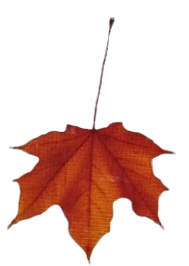 Folha da Videira Simbulo da Vida